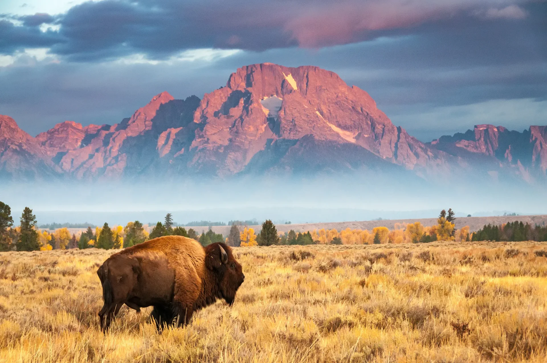 Bison in Jackson Hole